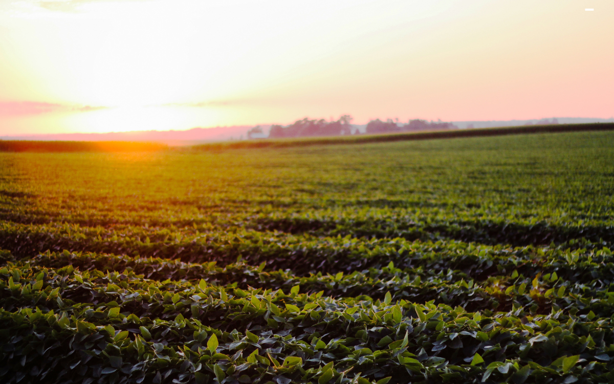 Why Out-of-State Buyers Are Investing in Southeast Minnesota Land